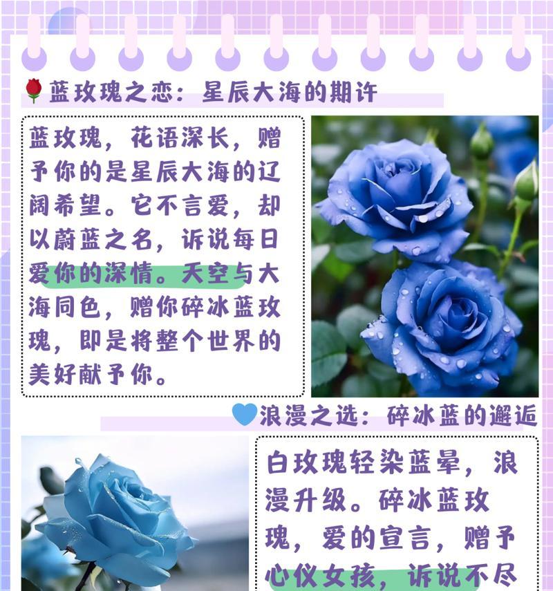 大号玫瑰的花语是什么？大号玫瑰有何寓意？