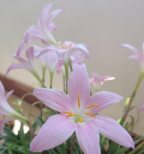 哪种花代表勇敢？花语中勇敢的含义是什么？