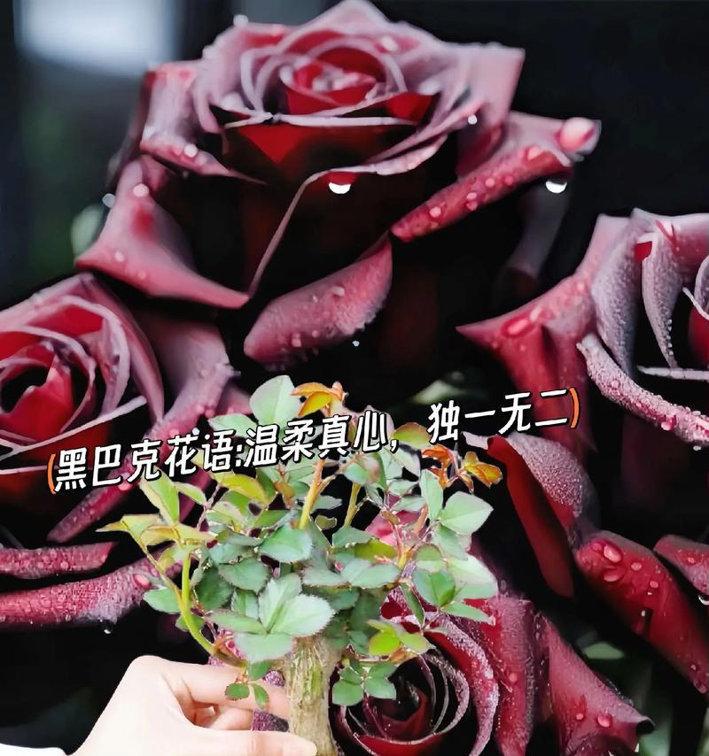 黑色玫瑰搭配蓝色的花语有何深意？
