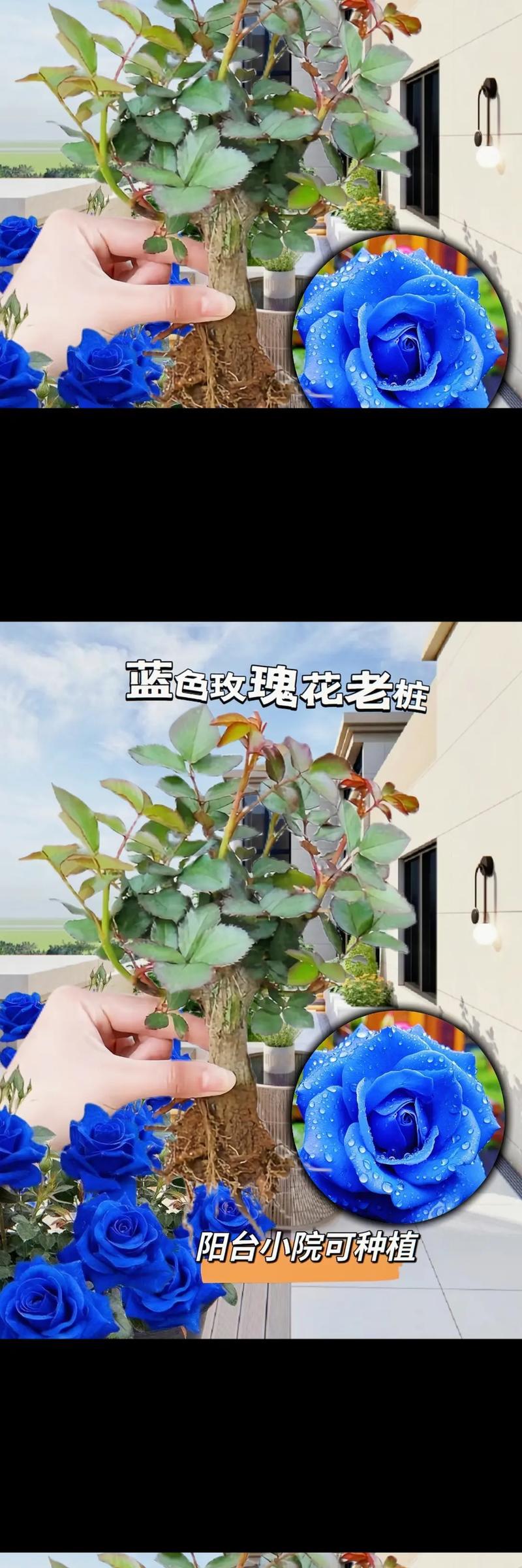 妖艳的妖姬花语是什么意思？它代表了什么？
