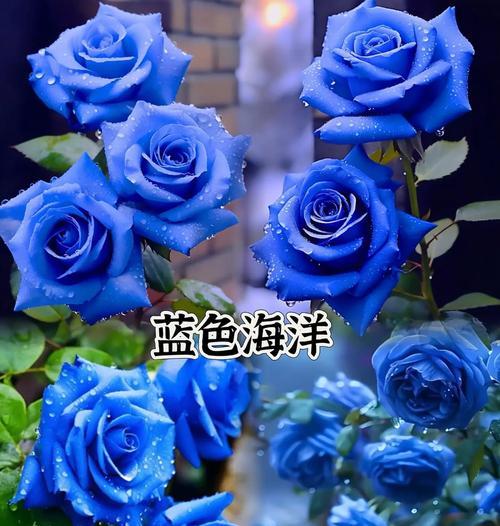 妖艳的妖姬花语是什么意思？它代表了什么？