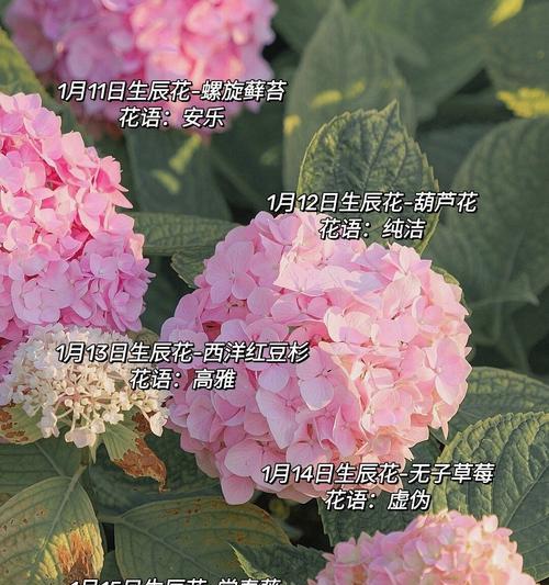 1月8日对应的花语是哪种花？