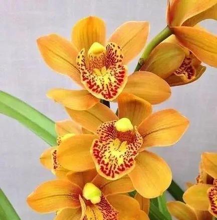 蕙兰的花语是什么？它在送礼时有何特别含义？