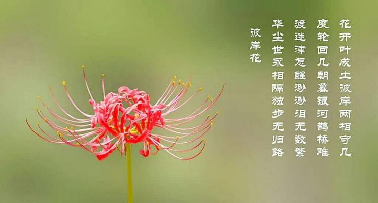 小学生上学时应该选择哪种花语？它有何寓意？