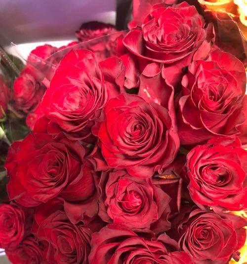 红咖色玫瑰花有何特殊含义？