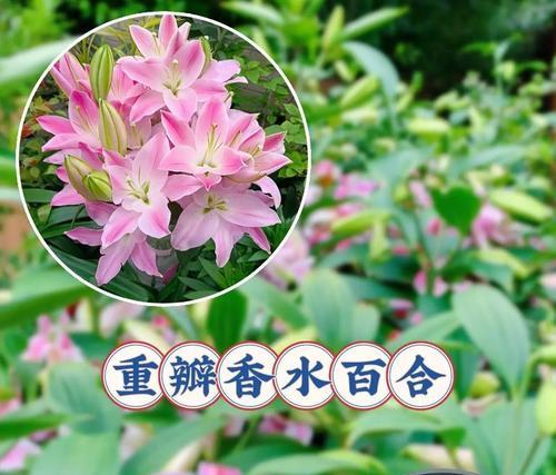 你猜下我是什么花的花语？你能猜出这些花语对应的花吗？