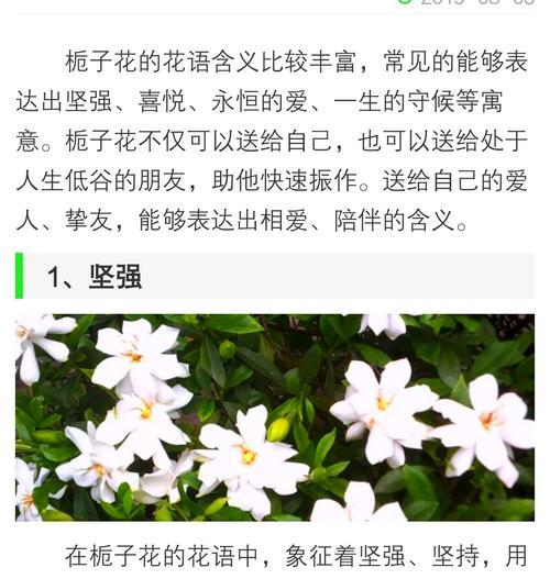九月五号的花语和寓意是什么？它在日历中有何特别之处？