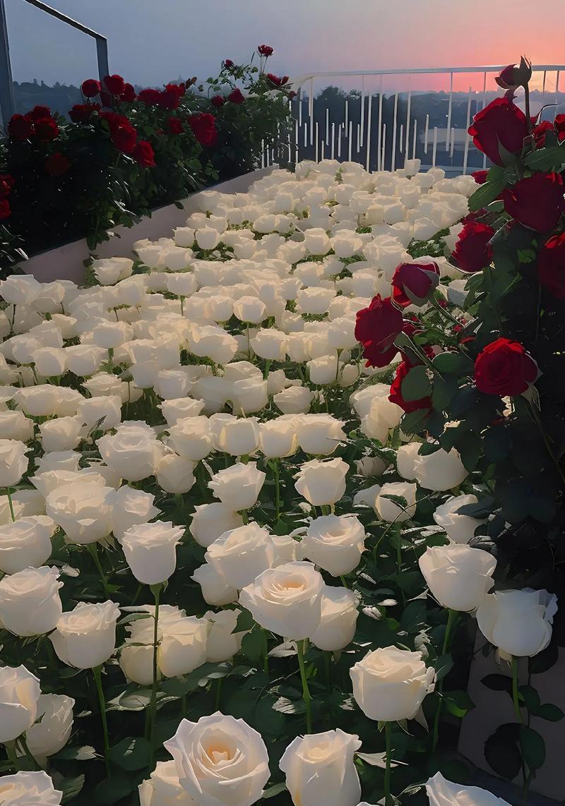 天天开心的鲜花花语是什么？玫瑰花语每朵代表什么？