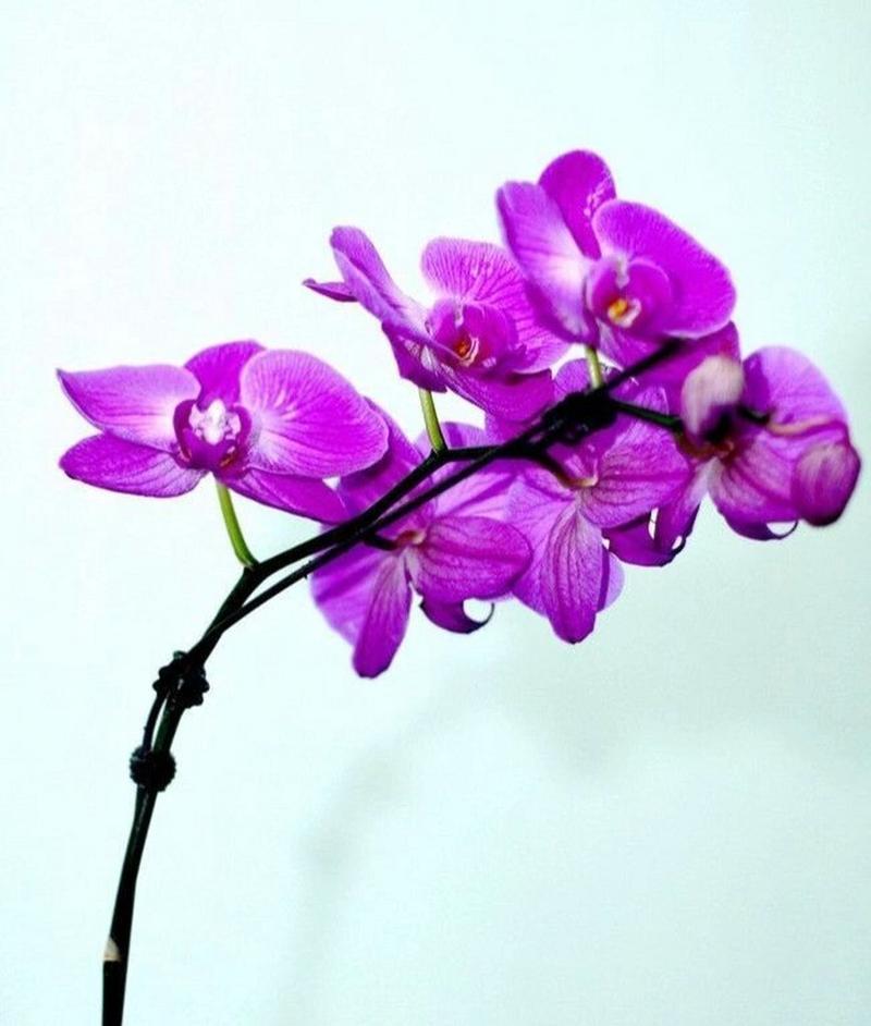 花语“万事顺心”代表什么？