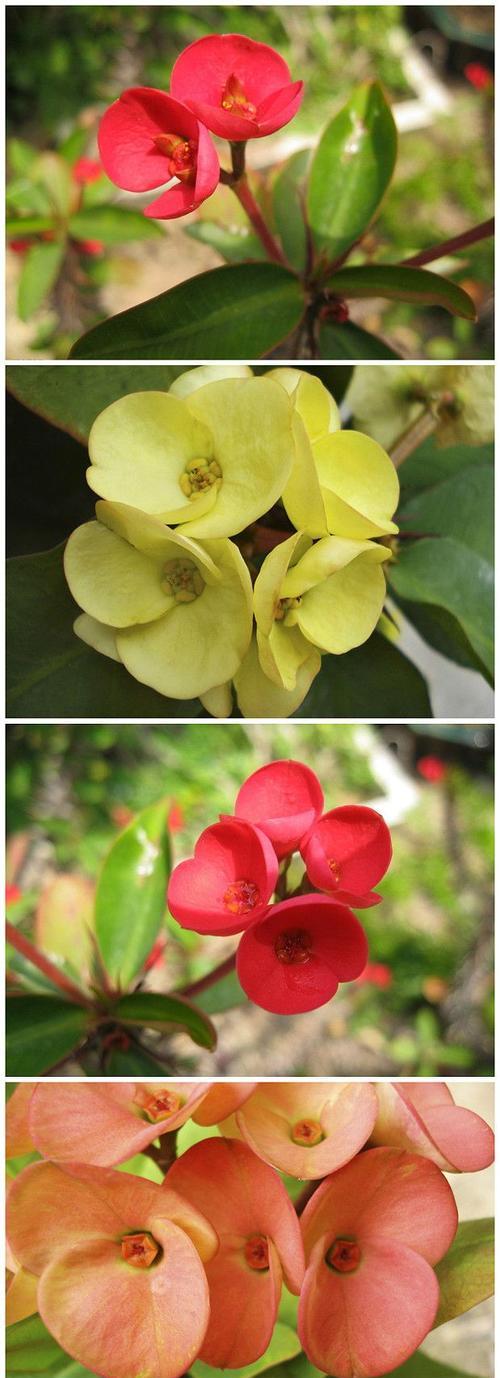 虎刺梅的花语寓意着什么？它传递了怎样的信息？