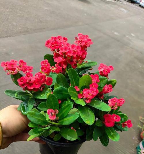 虎刺梅的花语寓意着什么？它传递了怎样的信息？