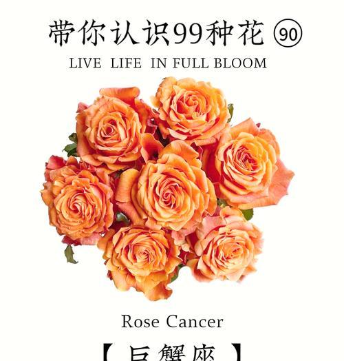 花语的谐音梗是什么名字？如何巧妙运用？