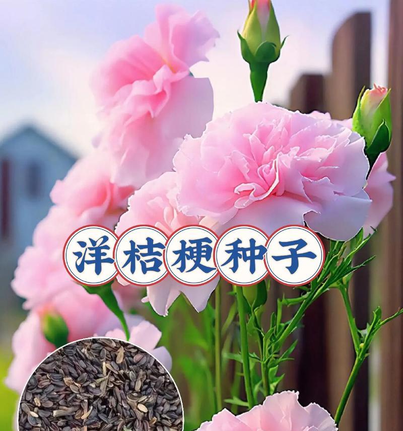 花语的谐音梗是什么名字？如何巧妙运用？