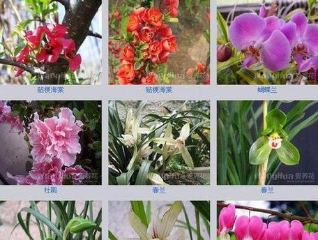 花语的谐音梗是什么名字？如何巧妙运用？