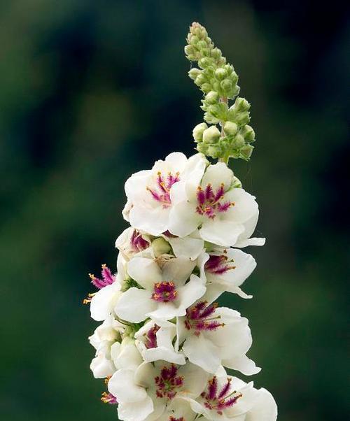 毛蕊花的花语代表什么？毛蕊花的含义是什么？