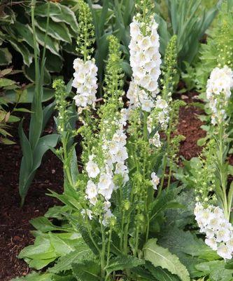 毛蕊花的花语代表什么？毛蕊花的含义是什么？