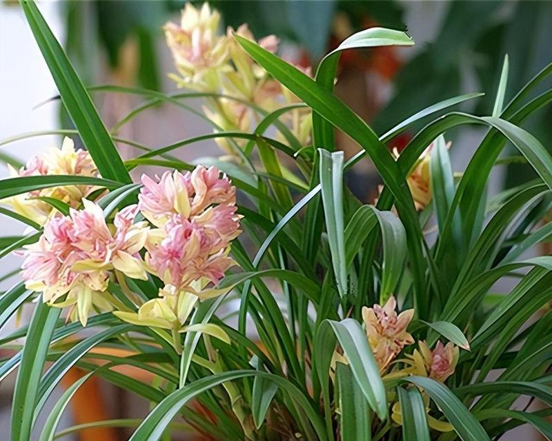 春夏秋冬开的花的花语是什么？四季花卉各自代表什么？