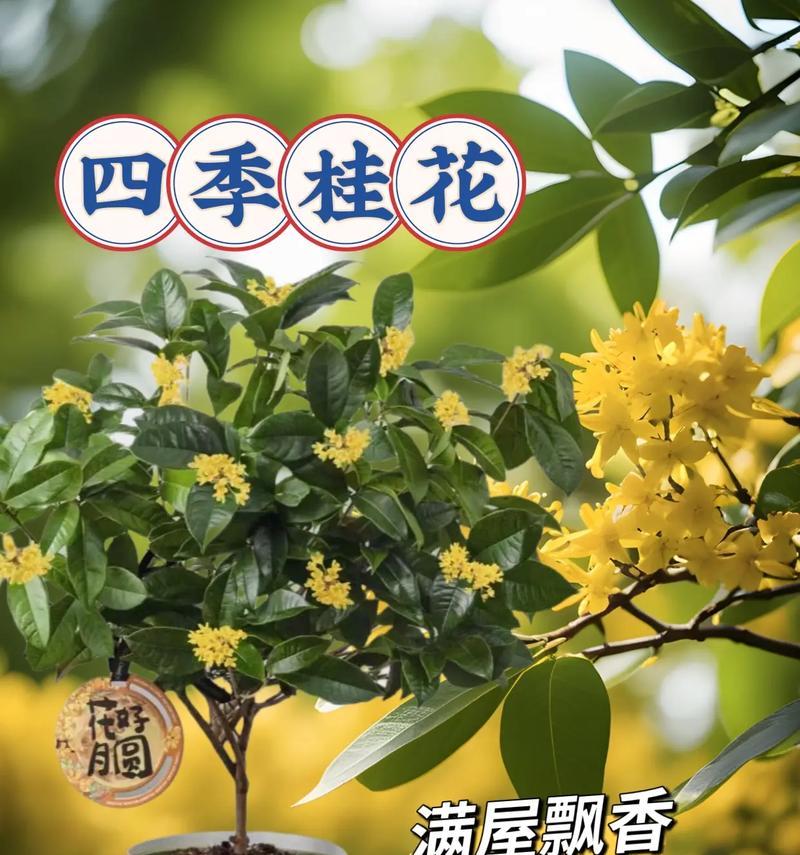 春夏秋冬开的花的花语是什么？四季花卉各自代表什么？