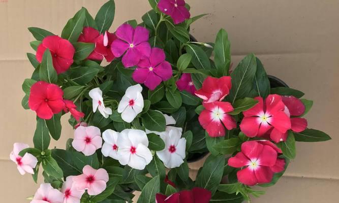 春夏秋冬开的花的花语是什么？四季花卉各自代表什么？