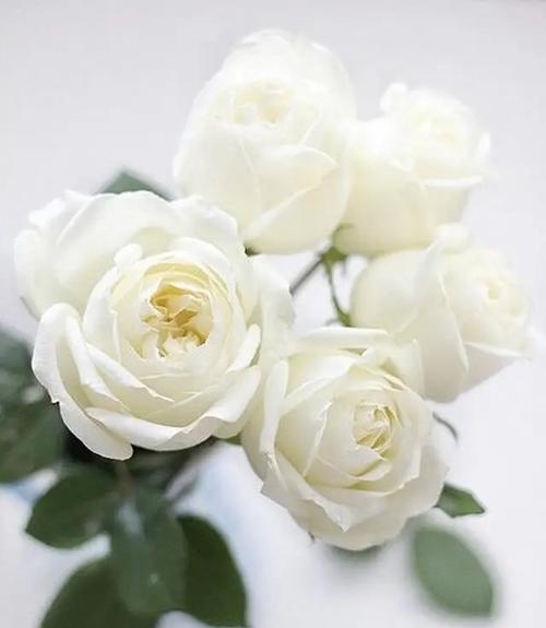 腰带白色玫瑰花的寓意是什么？花语中白色玫瑰代表什么？