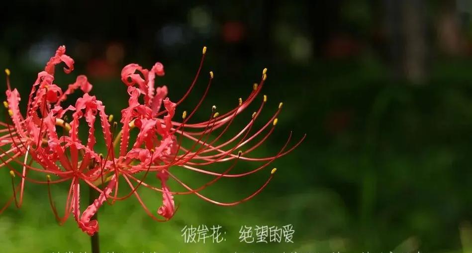 313是什么花的花语呢？这种花语代表了什么意思？