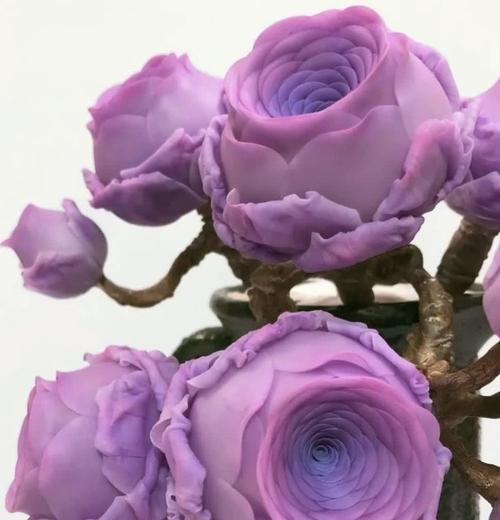 多肉植物玫瑰的花语有哪些独特之处？