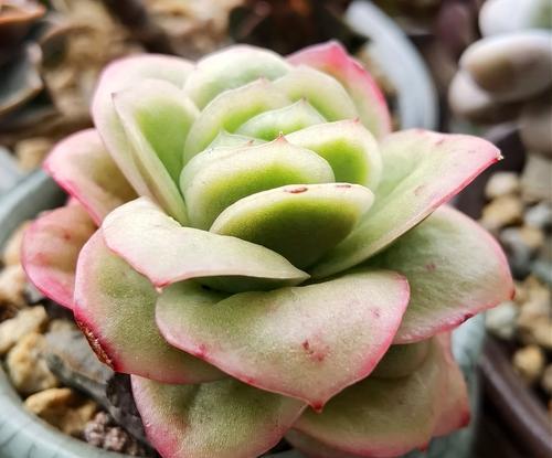 多肉植物玫瑰的花语有哪些独特之处？