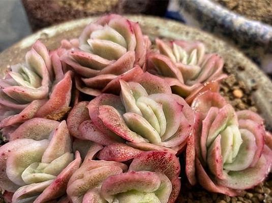 多肉植物玫瑰的花语有哪些独特之处？