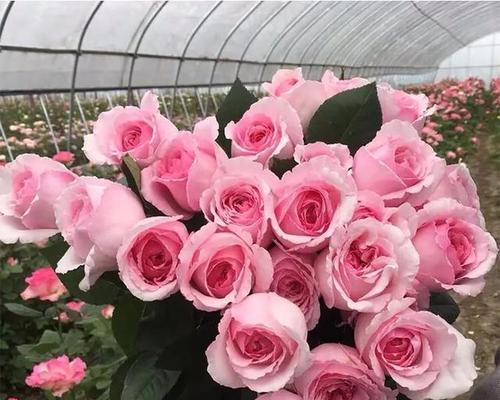 拉风的花语和寓意是什么？适合哪种场合赠送？