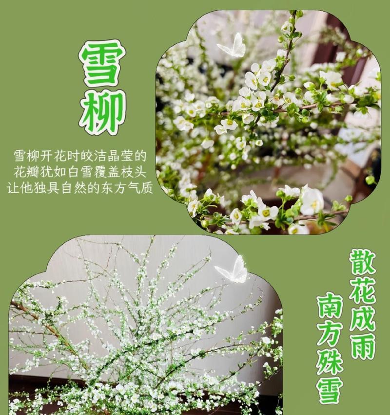 枯树开花寓意何在？其花语代表什么？