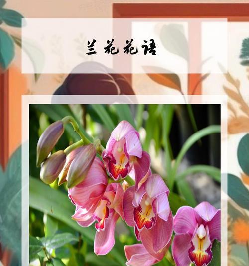 花语如何表达对前途的期望？