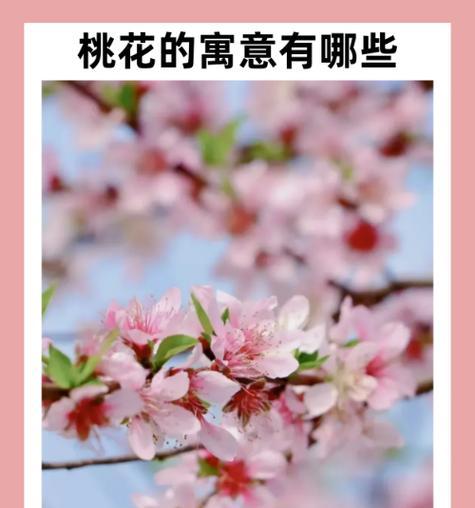桃花的花语有何含义？在爱情中象征着什么？