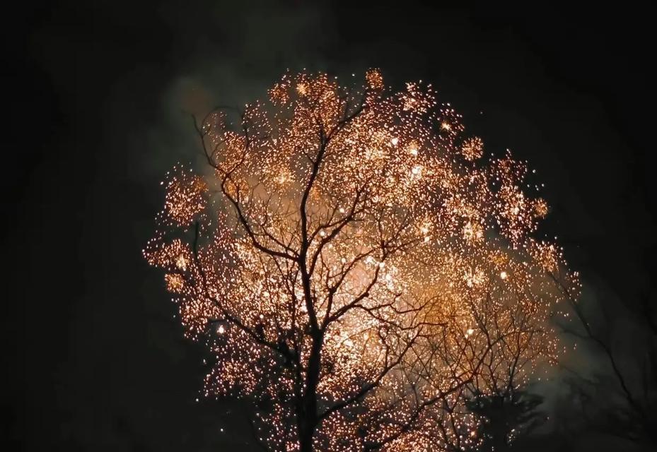 枯木梅的花语通常代表什么意义？