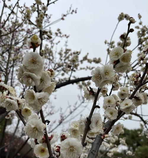 枯木梅的花语通常代表什么意义？