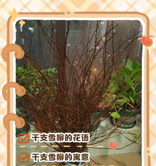 枯木梅的花语通常代表什么意义？