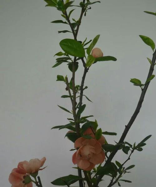 狂花谢的花语结局有何寓意？