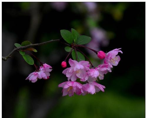 狂花谢的花语结局有何寓意？