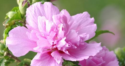 狂花谢的花语结局有何寓意？
