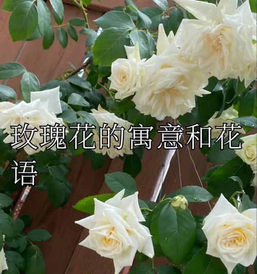 高贵和神秘的花语通常由哪种玫瑰表达？它的含义是什么？