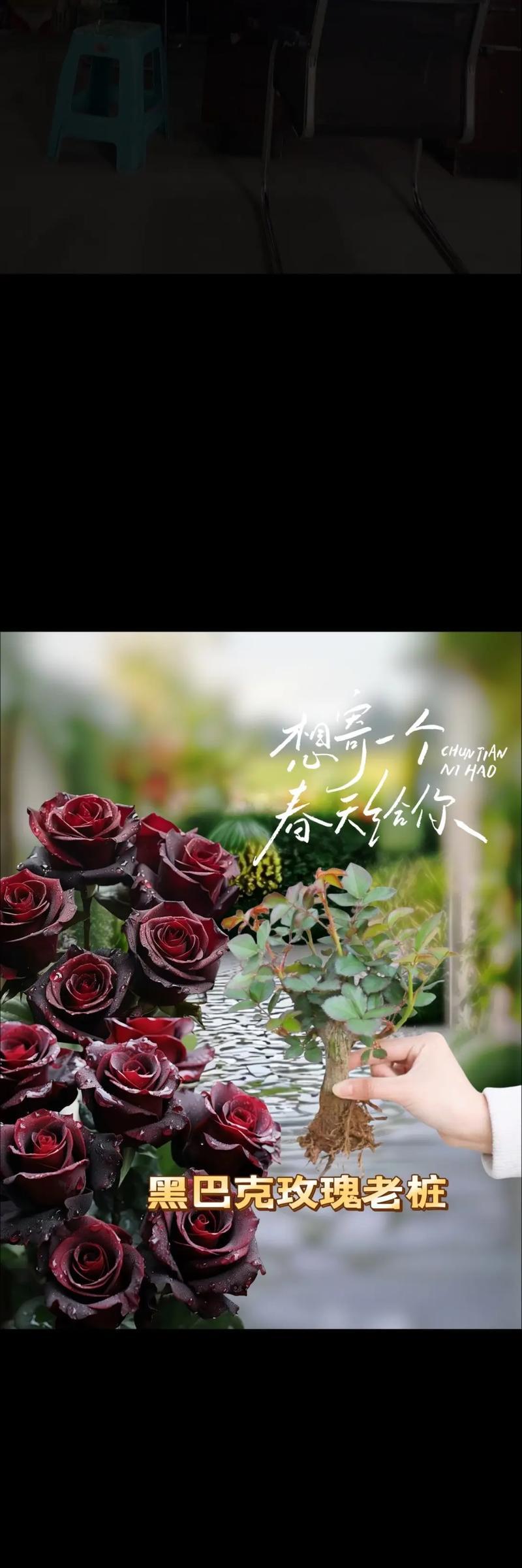 高贵和神秘的花语通常由哪种玫瑰表达？它的含义是什么？