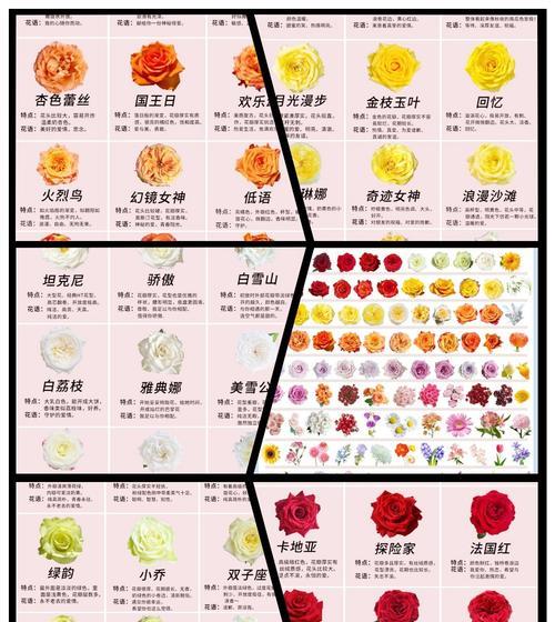 渴望青春的花语有哪些？它们各自代表什么含义？