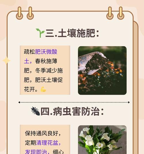 马蹄莲的花语是什么梗？它代表了什么？