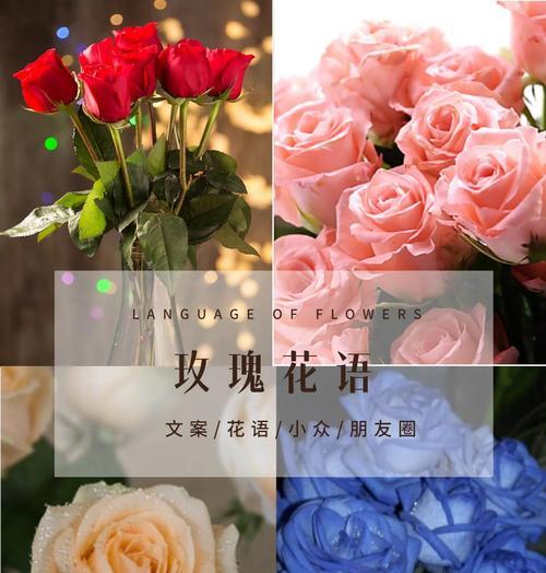 半白半玫瑰红的花语代表了什么？