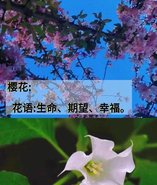 用什么花语来调侃别人最合适？