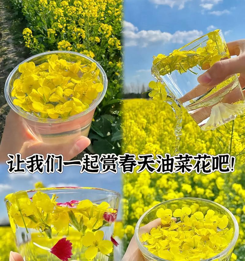 油菜花的花语有何特别之处？油菜花代表什么？