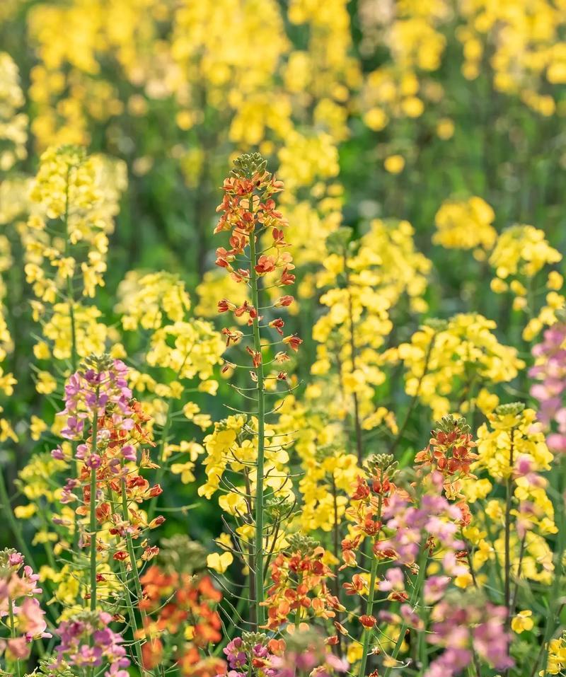 油菜花的花语有何特别之处？油菜花代表什么？