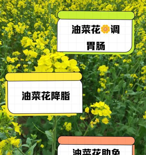 油菜花的花语有何特别之处？油菜花代表什么？