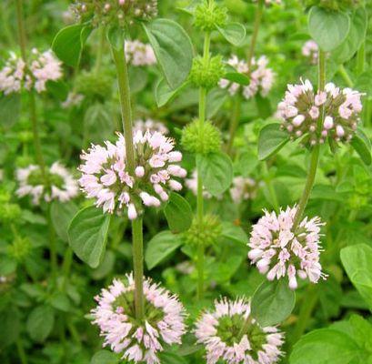 茶叶蛋的花语有何特殊含义？