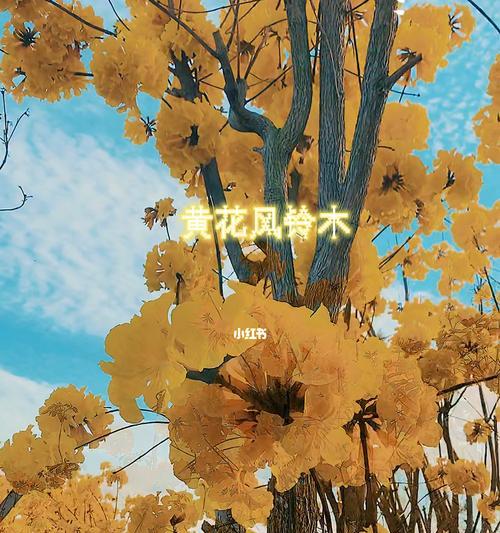 黄花风铃木的花语诗句是什么？