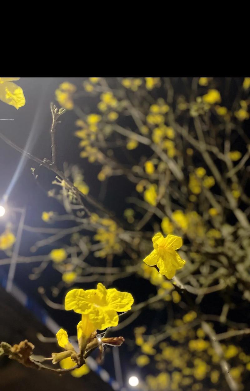 黄花风铃木的花语诗句是什么？
